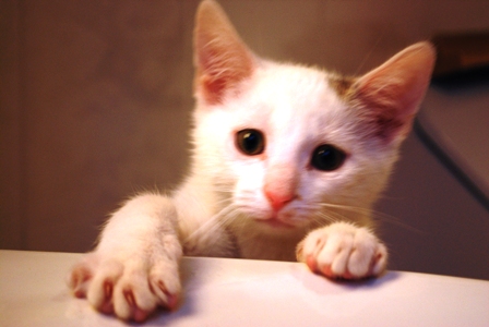 Kater Fred