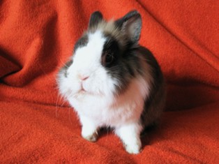 Zwergkaninchen Sam