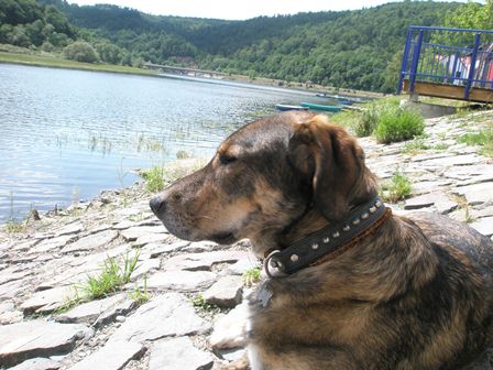 Hund am See Hund am See