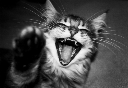 Katze lächelt Katze lächelt