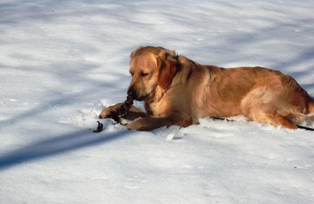 Boby im Schnee Boby im Schnee