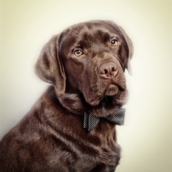 Labrador mit Fliege Labrador mit Fliege