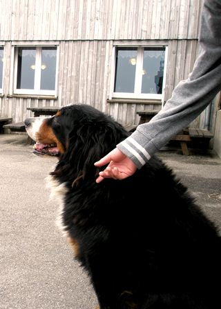 Berner Sennenhund Berner Sennenhund