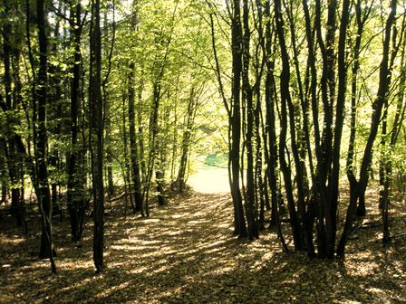 Herbstwald Herbstwald