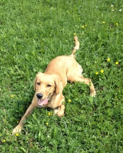 Hund in Wiese Hund in Wiese