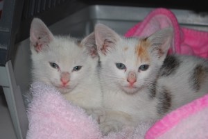 Katzenkinder Katzenkinder