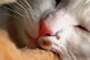 Katzennase Katzennase