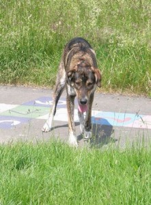 Hund hechelt Hund hechelt