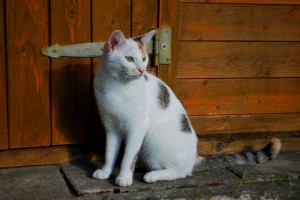 Katze Katze