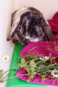 Kaninchen Pepper