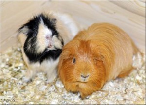 Meerschweinchen
