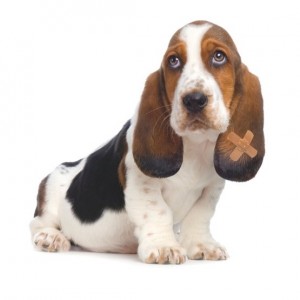 Hund mit Pflaster am Ohr