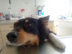 Gino Liskamm Blog Hund