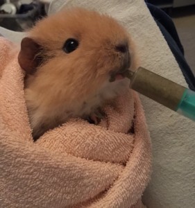 Meerschweinchen Fiete